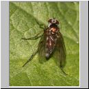 Dolichopoda sp - Langbeinfliege 03b.jpg